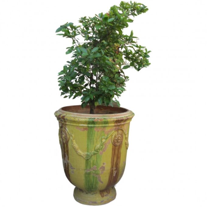 Jumbo Size Anduze